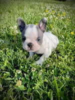 Dolly, a female French Bulldog for sale in Kingston, TN – 3 of 4