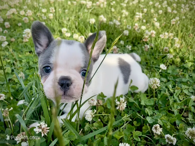 Dolly – French Bulldog puppy for sale in Kingston, TN