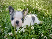 Dolly, a female French Bulldog for sale in Kingston, TN – 1 of 4