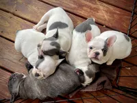 Priscilla, a female French Bulldog for sale in Kingston, TN – 7 of 7