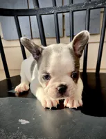 Dolly, a female French Bulldog for sale in Kingston, TN – 2 of 4