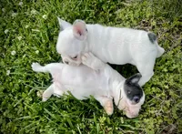 Elvis , a male French Bulldog for sale in Kingston, TN – 4 of 6