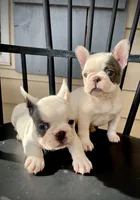 Elvis , a male French Bulldog for sale in Kingston, TN – 2 of 6