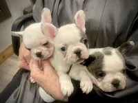 Elvis , a male French Bulldog for sale in Kingston, TN – 5 of 6