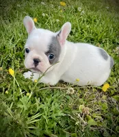 Priscilla, a female French Bulldog for sale in Kingston, TN – 2 of 7