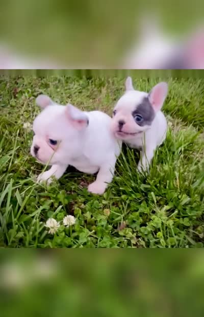 Elvis , a male French Bulldog for sale in Kingston, TN – 6 of 6