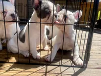 Priscilla, a female French Bulldog for sale in Kingston, TN – 4 of 7