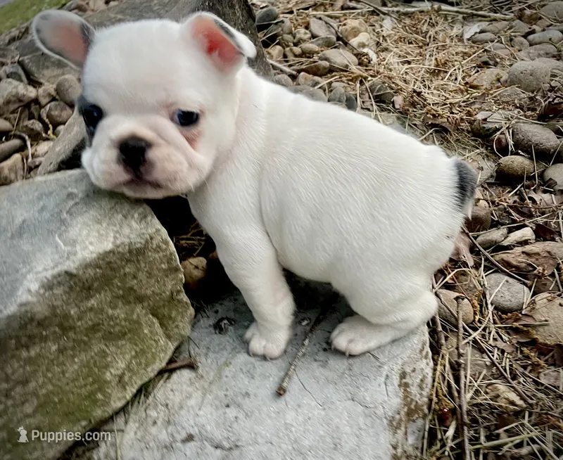 Elvis  – French Bulldog puppy for sale in Kingston, TN