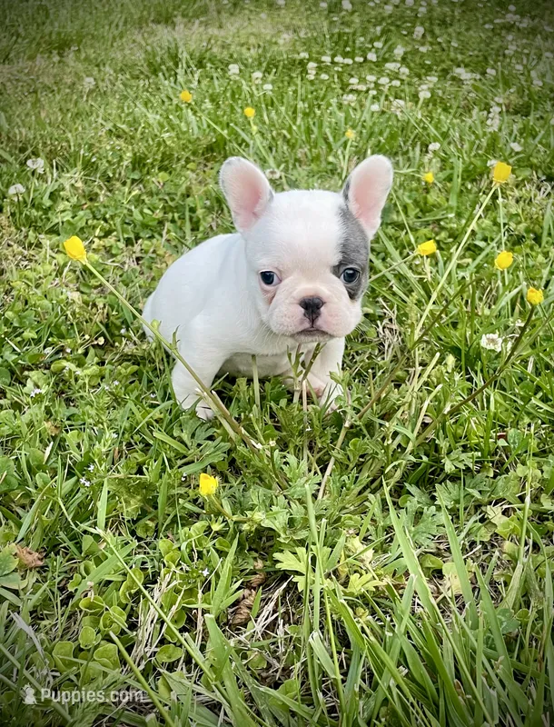 Priscilla – French Bulldog puppy for sale in Kingston, TN