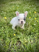 Priscilla, a female French Bulldog for sale in Kingston, TN – 1 of 7