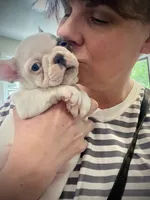 Priscilla, a female French Bulldog for sale in Kingston, TN – 3 of 7