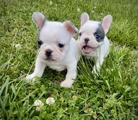 Elvis , a male French Bulldog for sale in Kingston, TN – 3 of 6
