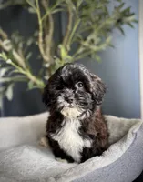 Mimi, a female Shihpoo for sale in Mokena, IL – 2 of 5