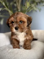 Ted, a male Shihpoo for sale in Mokena, IL – 3 of 3