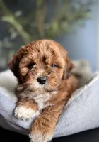 Theo, a male Shihpoo for sale in Mokena, IL – 2 of 3