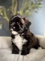 Millie, a female Shihpoo for sale in Mokena, IL – 2 of 3