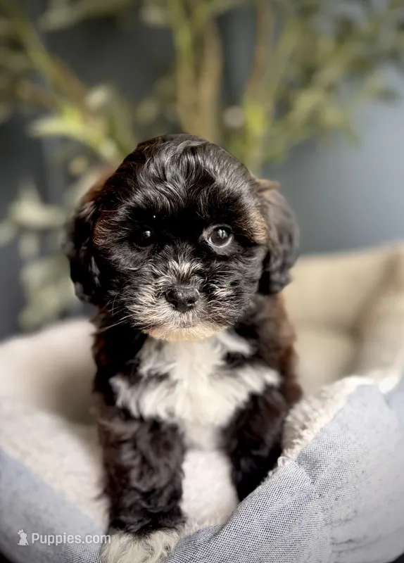 Polly – Shihpoo puppy for sale in Mokena, IL