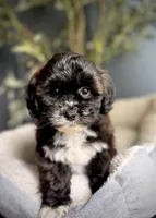 Polly, a female Shihpoo for sale in Mokena, IL – 1 of 3