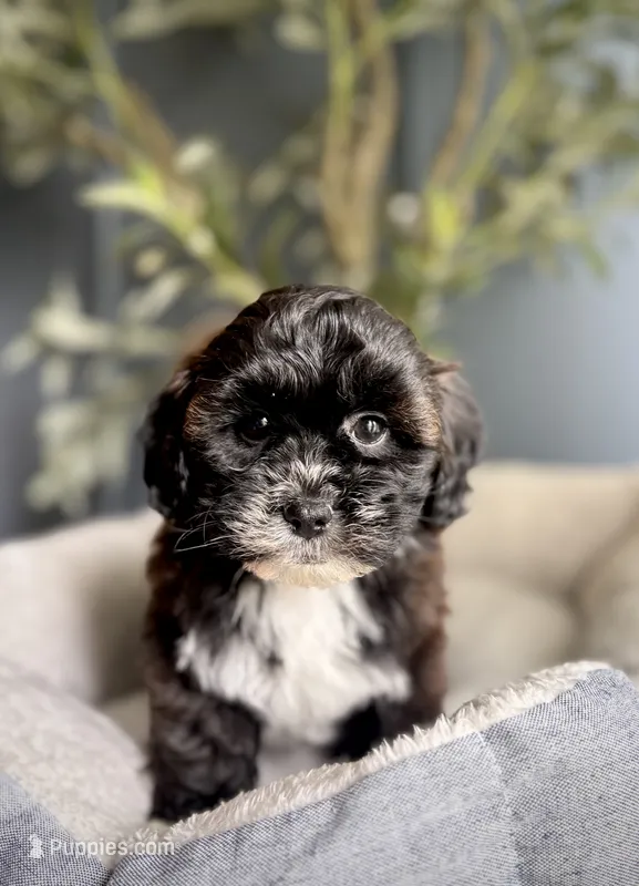 Polly – Shihpoo puppy for sale in Mokena, IL