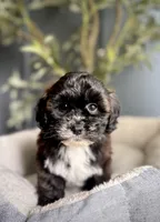Polly, a female Shihpoo for sale in Mokena, IL – 2 of 3