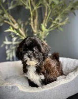 Mimi, a female Shihpoo for sale in Mokena, IL – 1 of 5