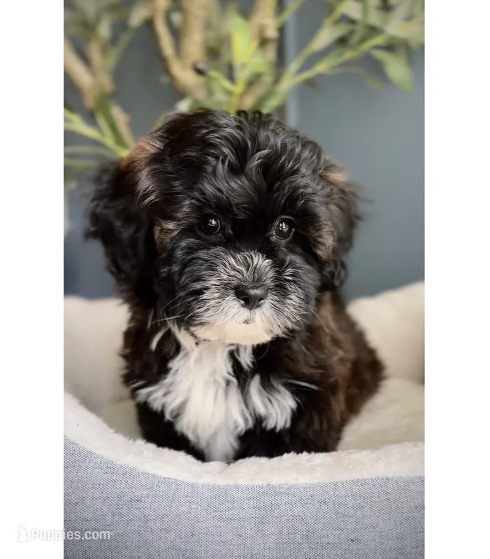 Mika, a female Shihpoo for sale in Tinley Park, IL – 1 of 4