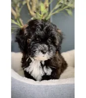 Mika, a female Shihpoo for sale in Tinley Park, IL – 1 of 4