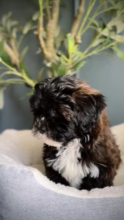 Mika, a female Shihpoo for sale in Tinley Park, IL – 4 of 4