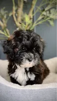 Mika, a female Shihpoo for sale in Tinley Park, IL – 2 of 4