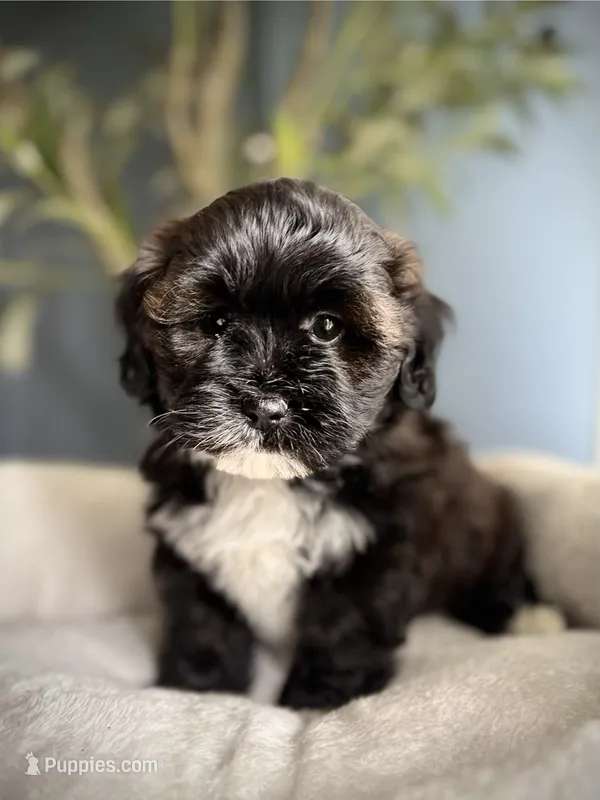 Millie – Shihpoo puppy for sale in Mokena, IL