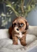 Tiny Tim, a male Shihpoo for sale in Mokena, IL – 3 of 3