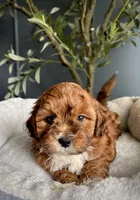 Theo, a male Shihpoo for sale in Mokena, IL – 3 of 3