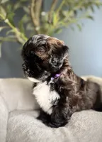 Millie, a female Shihpoo for sale in Mokena, IL – 3 of 3