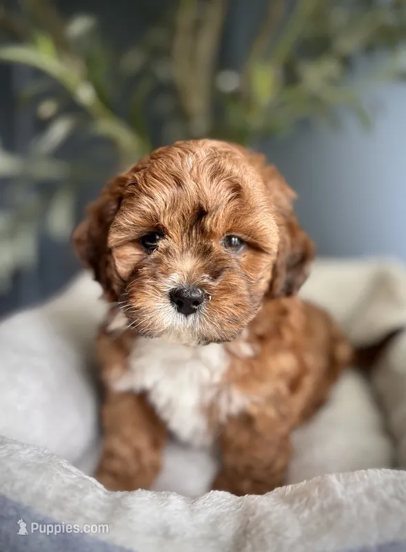 Theo – Shihpoo puppy for sale in Mokena, IL