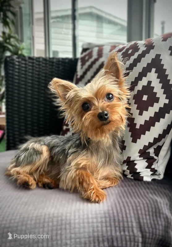 Zara (teacup full grown ), a female Yorkshire Terrier for sale in Mokena, IL – 1 of 3
