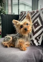Zara (teacup full grown ), a female Yorkshire Terrier for sale in Mokena, IL – 1 of 3