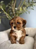Ted, a male Shihpoo for sale in Mokena, IL – 2 of 3
