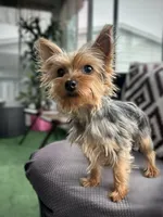 Zara (teacup full grown ), a female Yorkshire Terrier for sale in Mokena, IL – 3 of 3