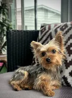 Zara (teacup full grown ), a female Yorkshire Terrier for sale in Mokena, IL – 2 of 3