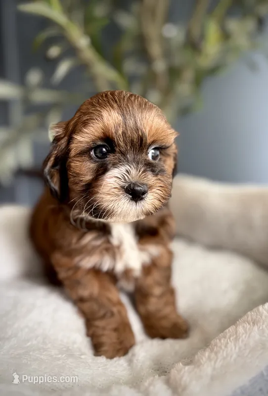 Timmy – Shihpoo puppy for sale in Mokena, IL