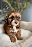 Tiny Tim, a male Shihpoo for sale in Mokena, IL – 2 of 3