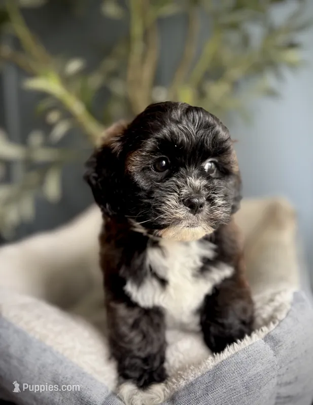 Polly – Shihpoo puppy for sale in Mokena, IL