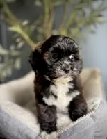 Polly, a female Shihpoo for sale in Mokena, IL – 3 of 3