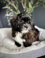 Mimi, a female Shihpoo for sale in Mokena, IL – 5 of 5
