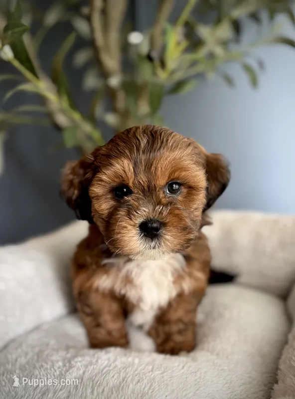 Ted – Shihpoo puppy for sale in Mokena, IL