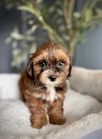 Tiny Tim, a male Shihpoo for sale in Mokena, IL – 1 of 3