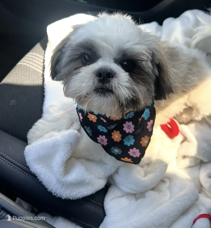 Fluffy – Shih Tzu puppy for sale in Norwalk, CA