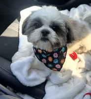 Fluffy, a male Shih Tzu for sale in Norwalk, CA – 1 of 3