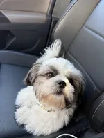 Fluffy, a male Shih Tzu for sale in Norwalk, CA – 3 of 3