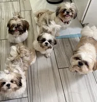 Fluffy, a male Shih Tzu for sale in Norwalk, CA – 2 of 3